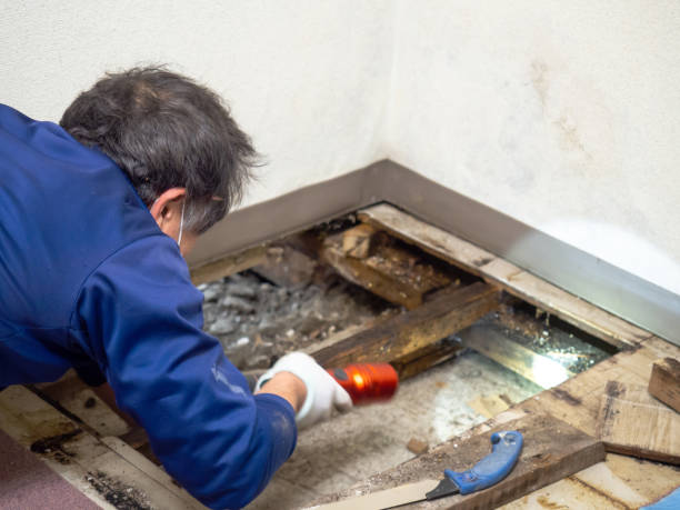 Best Black Mold Remediation in South San Francisco, CA