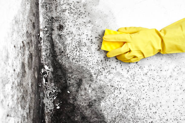 Best Residential Mold Remediation in South San Francisco, CA