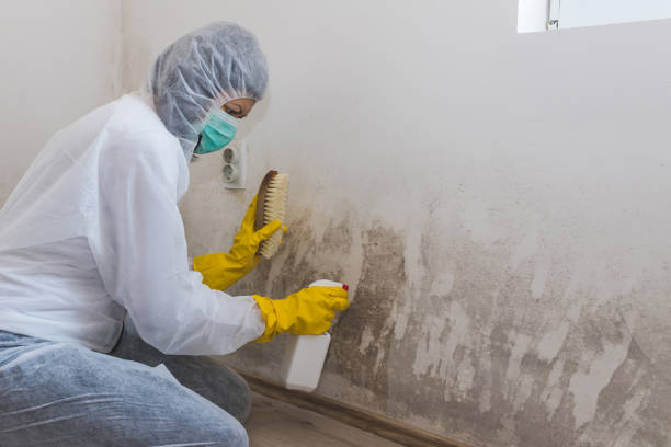 Best Attic Mold Remediation in South San Francisco, CA