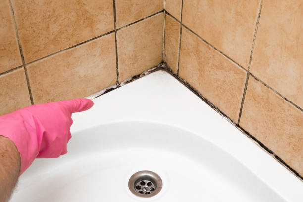 Best Crawl Space Mold Remediation in South San Francisco, CA